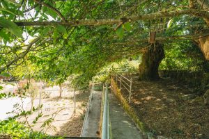 Uno de los árboles centenarios